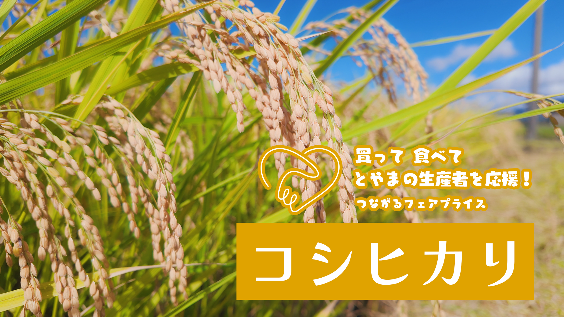 買って 食べて とやまの生産者を応援!